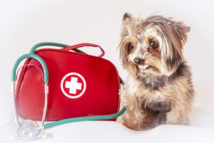 How to Find the Best Pet Insurance?
