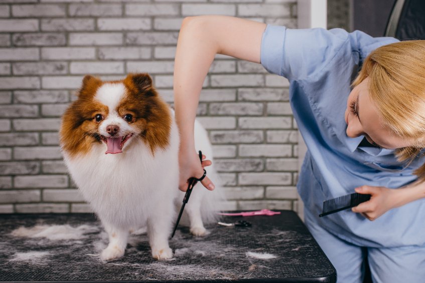 Dog Groomer Insurance in North Dakota - Cost and Types Of Policies - SBCoverage.com