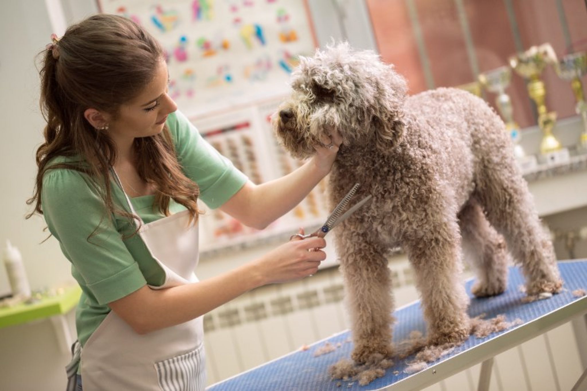 Dog Groomer Insurance in Florida Cost and Types Of Policies