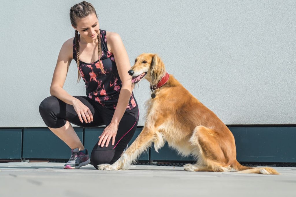 Part-time insurance cover for professional dog walkers